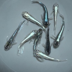 メダカ フロマージュ×グラディオ若魚の画像