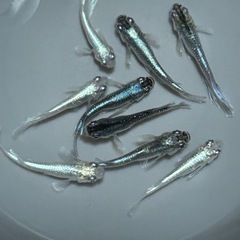 メダカ フロマージュ×グラディオ若魚の画像