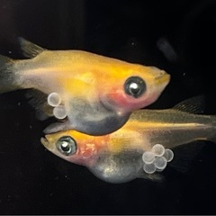 【写真現物】楊貴妃パンダダルマ　アースアイ2ペア+1匹オマケ付の画像