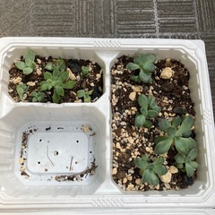 多肉植物 エケベリア セダム 大きくなる種類 子株 苗 まとめ売りの画像