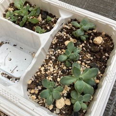 多肉植物 エケベリア セダム 大きくなる種類 子株 苗 まとめ売りの画像
