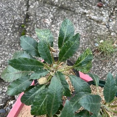 塊根植物　ドルステニアフォエチダ斑入りの画像