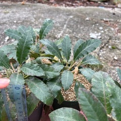塊根植物　ドルステニアフォエチダ斑入りの画像