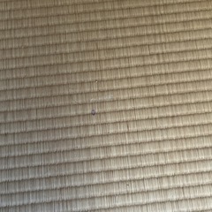 畳の画像