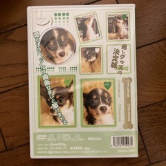 Visual Healing 7 チワワ(ブルータン)の画像