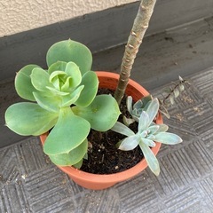 多肉植物 寄せ植え 鉢付き カランコエ 大きい その他 セット まとめの画像