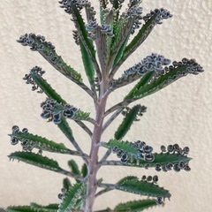 多肉植物 寄せ植え 鉢付き カランコエ 大きい その他 セット まとめの画像