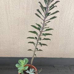 多肉植物 寄せ植え 鉢付き カランコエ 大きい その他 セット まとめの画像