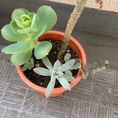 多肉植物 寄せ植え 鉢付き カランコエ 大きい その他 セット まとめの画像