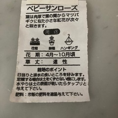 ベビーサンローズ苗木カットの画像
