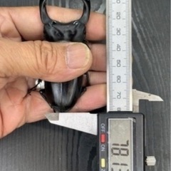 [国産オオクワガタNO:176]YG871系統  78ミリペアー   の画像