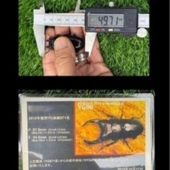 [国産オオクワガタNO:176]YG871系統  78ミリペアー   の画像