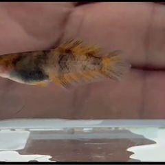 メダカと飼育用品の画像