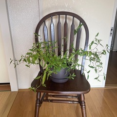 木製　椅子　と　盆栽　(自取)の画像