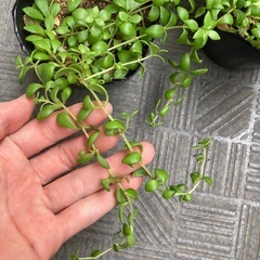 多肉植物 つる性 寄せ植えにも 丈夫 増える 葉っぱの画像
