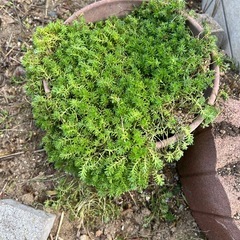 セダムの画像