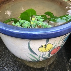 水溜めツボの画像