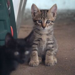 里親さん募集。きょうだい猫3匹です。→全て決まりました。