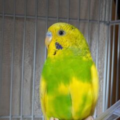 セキセイインコ　黄色ちゃんの画像