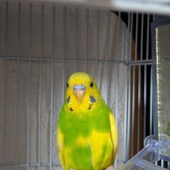 セキセイインコ　黄色ちゃんの画像