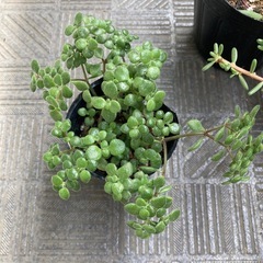 多肉植物　3鉢まとめ　セット 初心者向け　簡単　寄せ植えにもの画像
