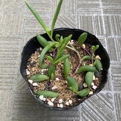 多肉植物　3鉢まとめ　セット 初心者向け　簡単　寄せ植えにもの画像