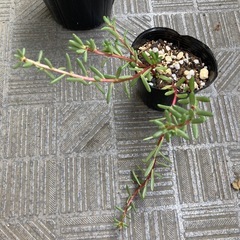 多肉植物　3鉢まとめ　セット 初心者向け　簡単　寄せ植えにもの画像