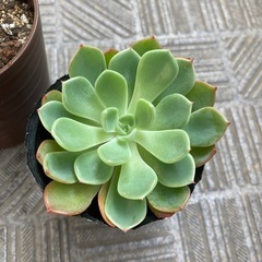 多肉植物　2鉢セット　まとめ　大きくなる種類の画像