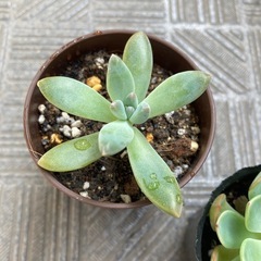 多肉植物　2鉢セット　まとめ　大きくなる種類の画像