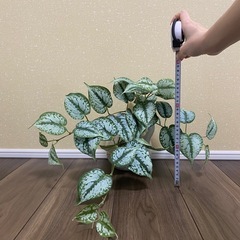 フェイクグリーン　スキンダブサス　和風花器付きの画像