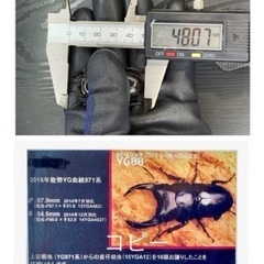 [国産オオクワガタNO:178]YG871系統  77ミリペアー  の画像