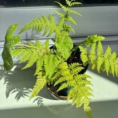 カラジウム　ビコロールとシダの画像