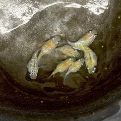 ● 夜桜ゴールドだるま● メダカ有精卵 ★10個＋★ 殆どダルマかショート出ます。の画像