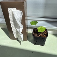 カラジウム　ビコロールの画像