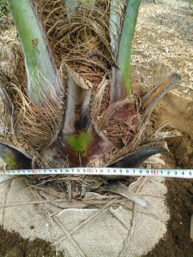 ココスヤシ幹経30センチNO3