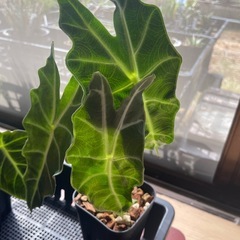 ブラックベルベットの画像