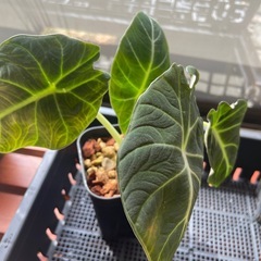 ブラックベルベットの画像