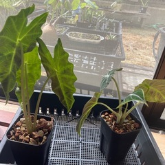 ブラックベルベットの画像