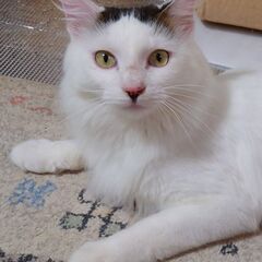 ★お話中★ふさふさしっぽのオス猫(推定1歳前後)※ワクチン…
