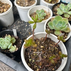 多肉植物　数種類の画像