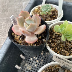 多肉植物　数種類の画像