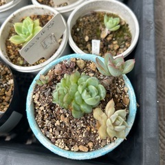 多肉植物　数種類の画像