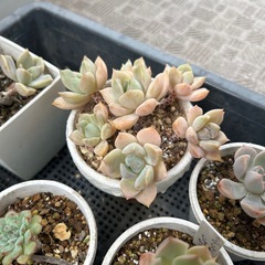 多肉植物　数種類の画像
