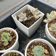 多肉植物　数種類の画像