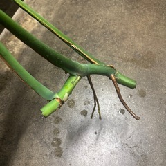 決まりました☑️植物🪴の画像