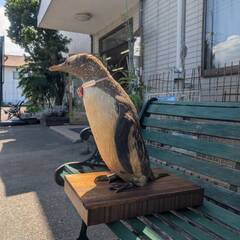 剥製　ペンギンの画像