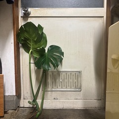 決まりました☑️植物🪴の画像