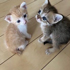 生後1ヶ月未満　キジ✖️薄茶トラ