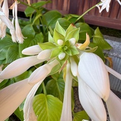 玉ギボウシ(ホスタ)  駄温 8号鉢付き　植
替済みの画像