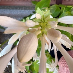 玉ギボウシ(ホスタ)  駄温 8号鉢付き　植
替済みの画像